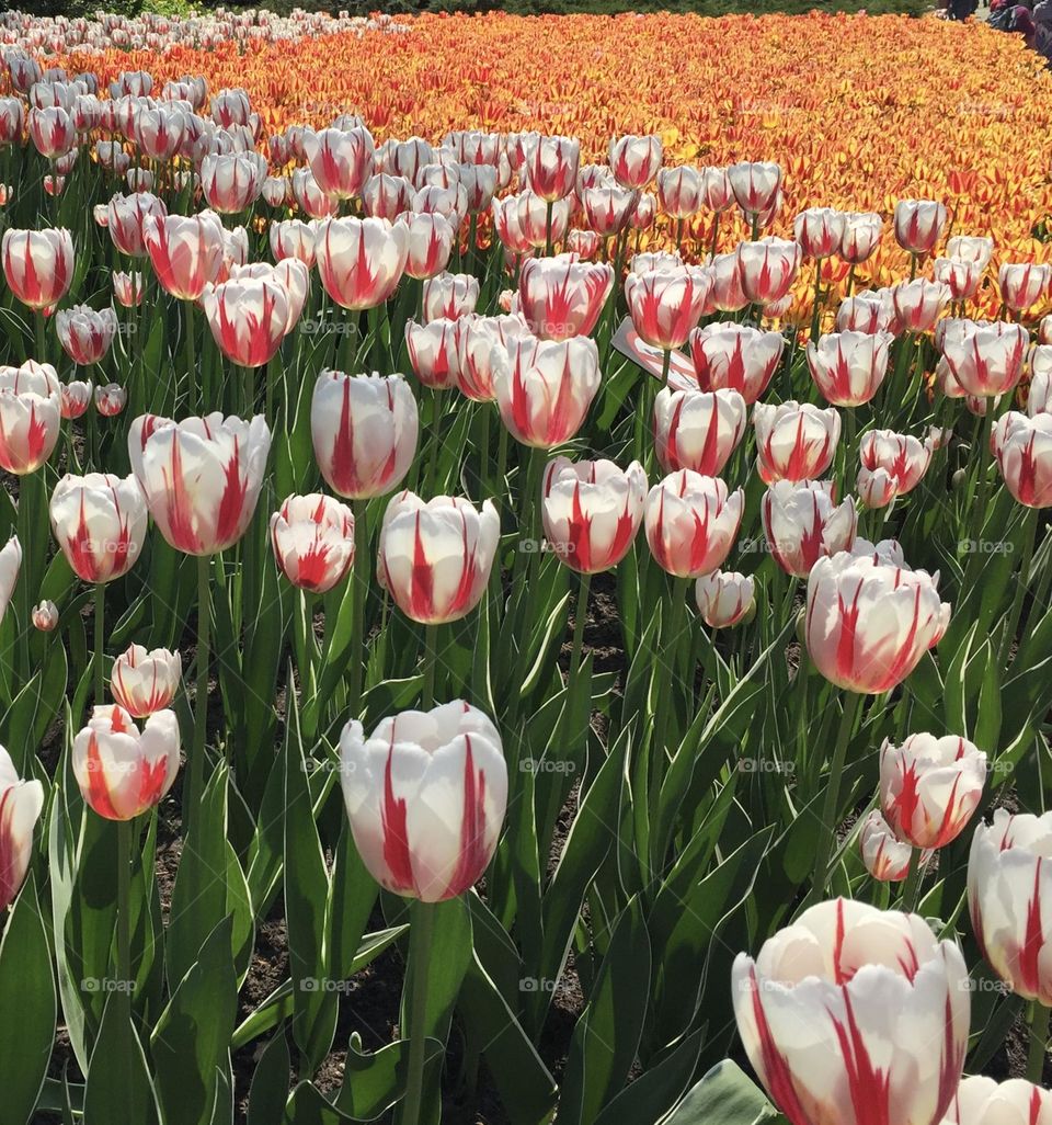 Various tulips in full bloom at the Canadian Tulip Festival.