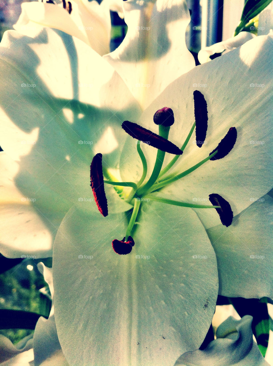 Close up white Lilly