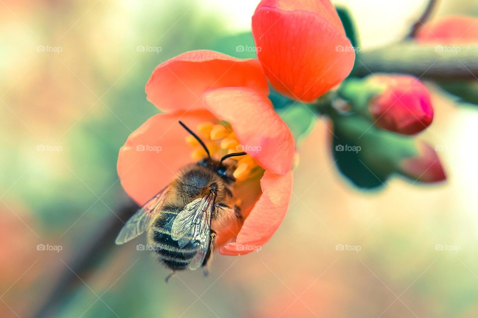 Bee on Flower
