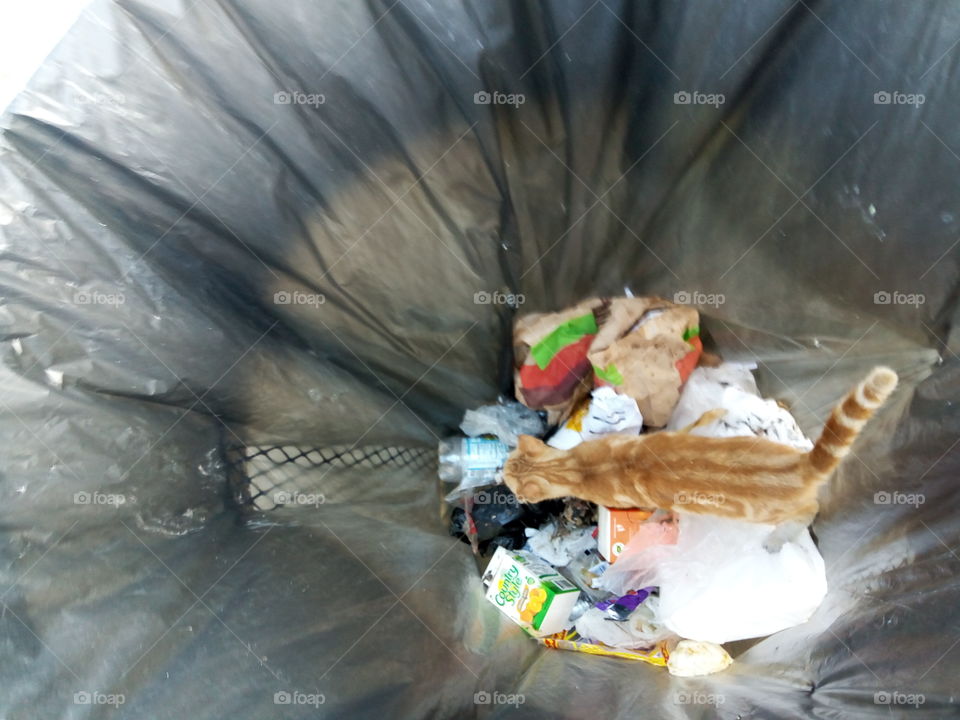 cat in a garbage bin