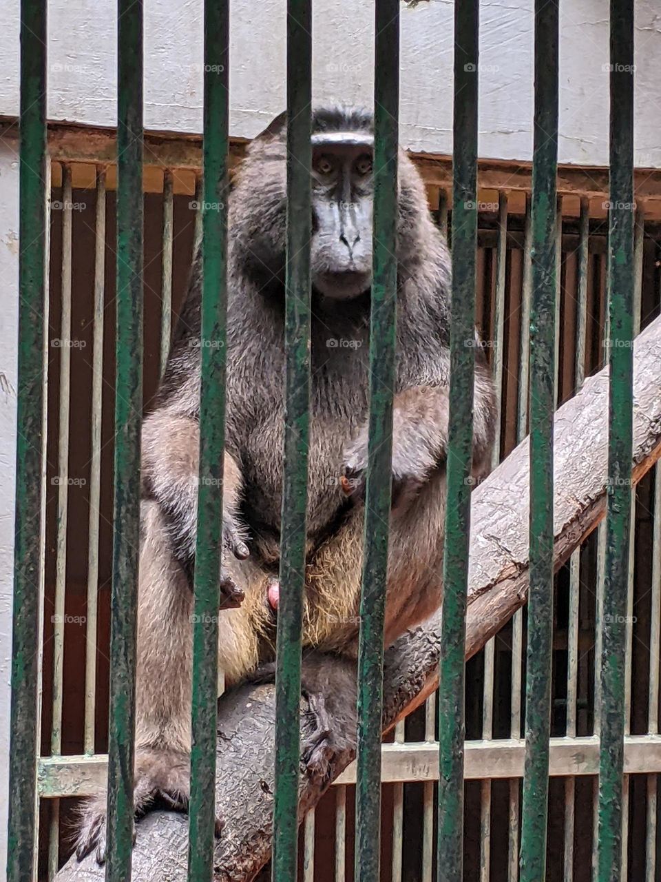 southern pigtailed macaque in a cage at the zoo.