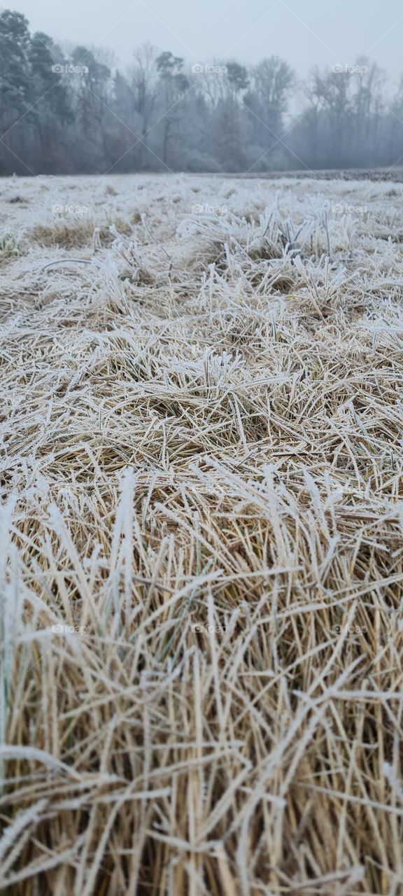 Gras im Frost