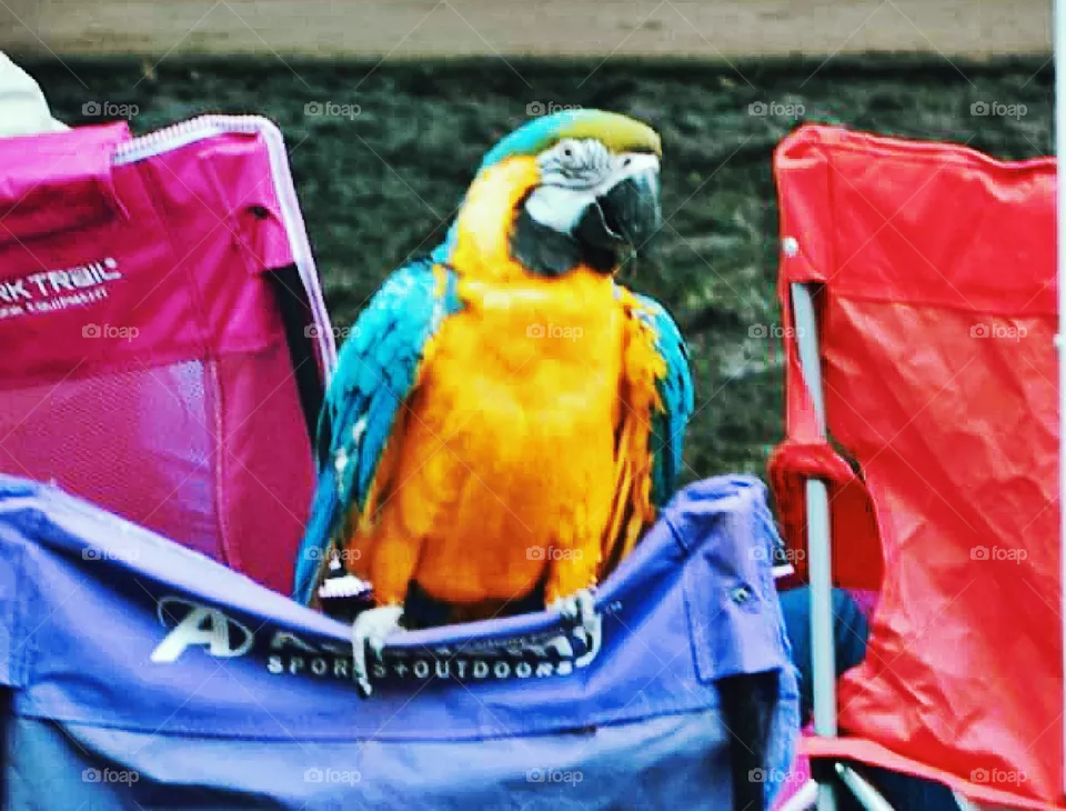 Parrot