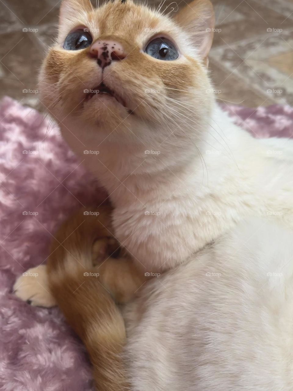 A Kitty with his pink nose and his pink bed