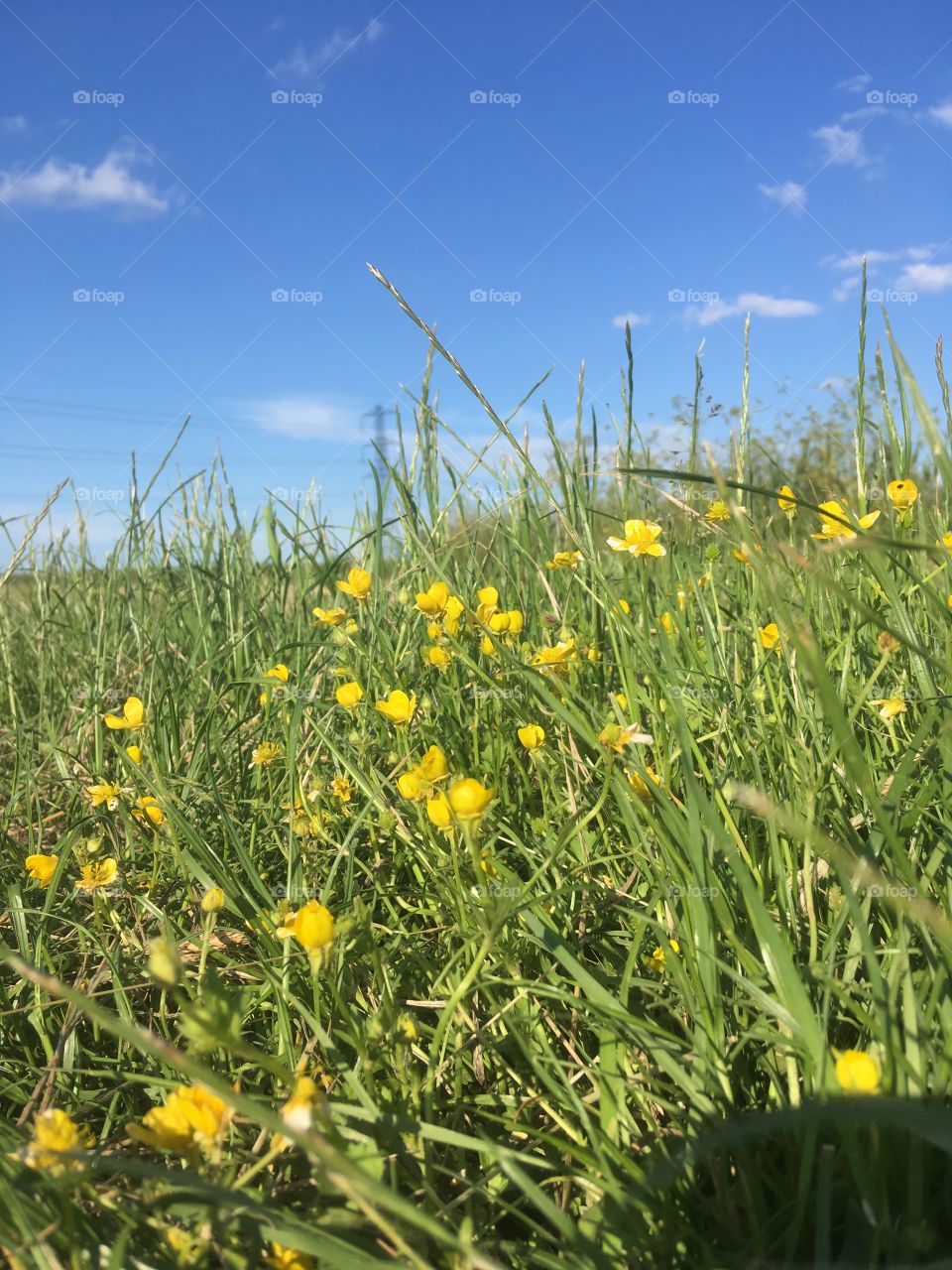 Beautiful wild buttercups in forefront, vivid green and yellow. In the back a summer blue sky with wisps of clouds.