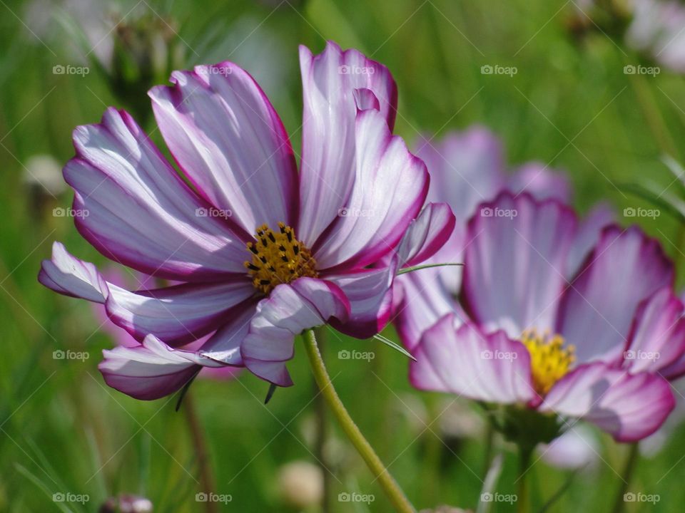 Cosmos flowers