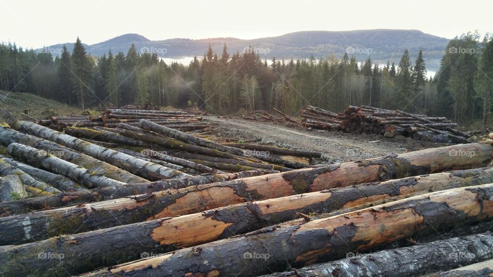 Logging Road Piles of Timber. Foggy sunset over piles of logs from deforestation