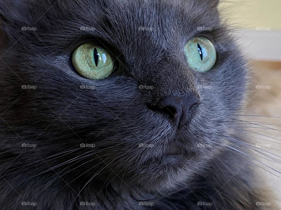 Close up of a grey fluffy cat 