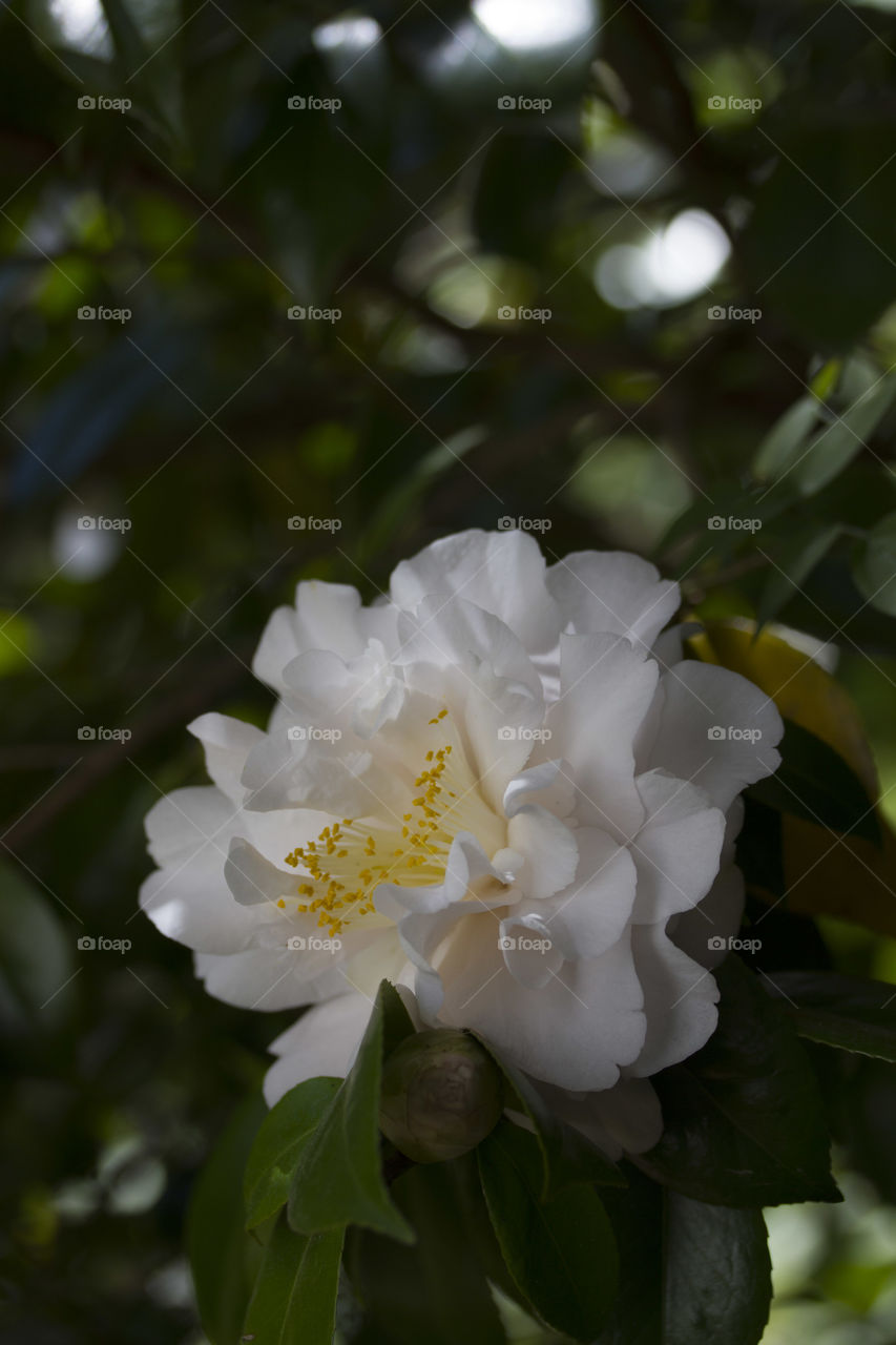 Camellia 