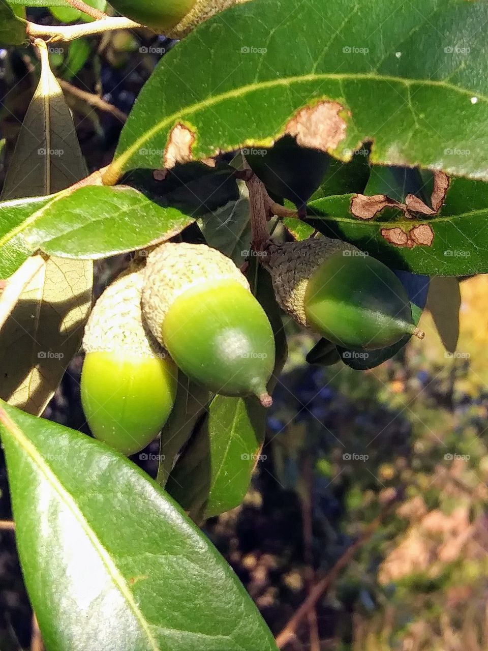 cluster of acorns