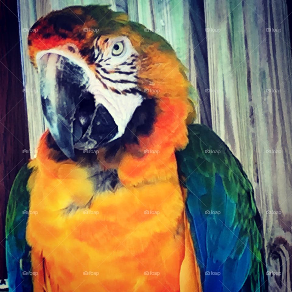 Blue and Gold macaw on a perch on display at a wildlife park in Florida