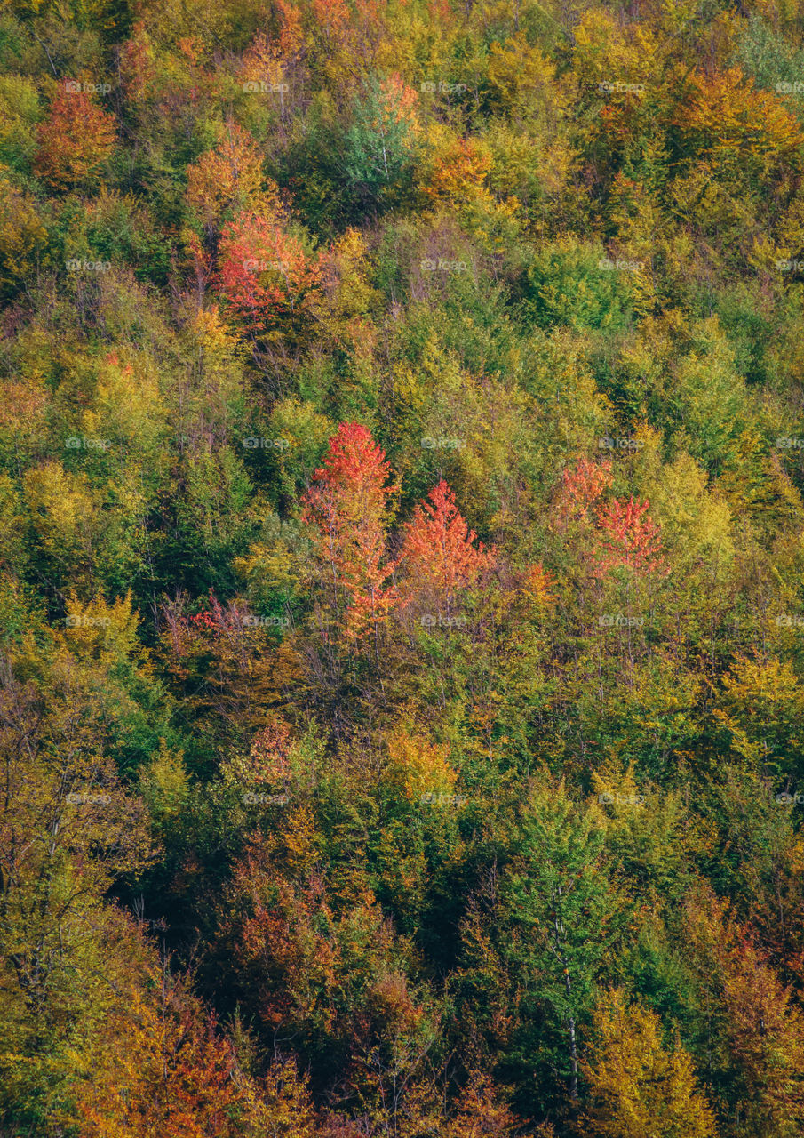 Multicolored forest in autumn.