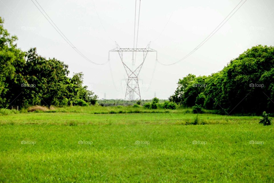green graas below high tention electric cable