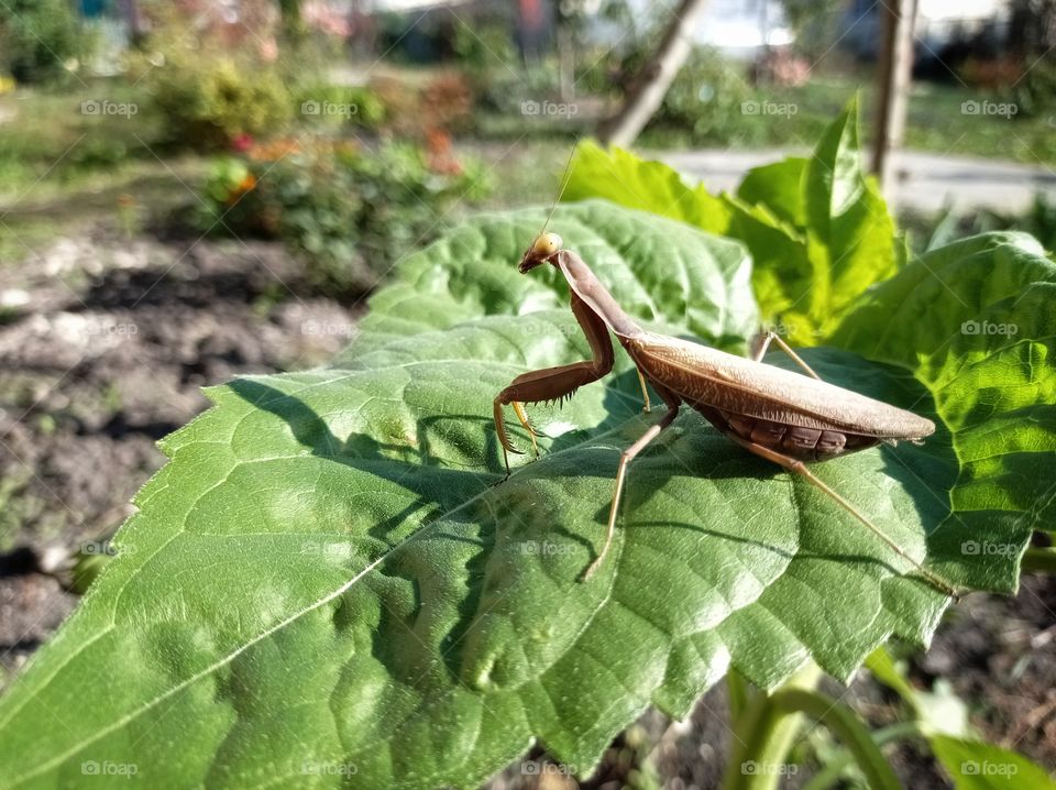 The mantis basks in the sun, sitting on a large green leaf. Garden.