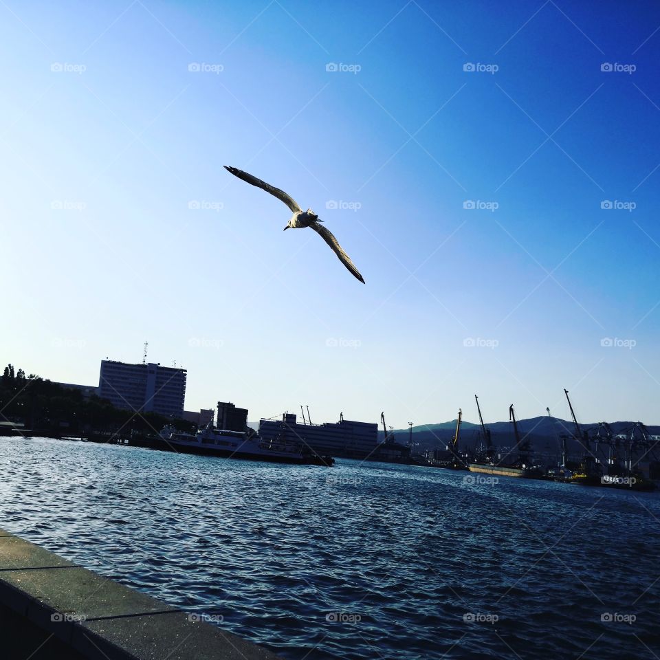 Полет чайки