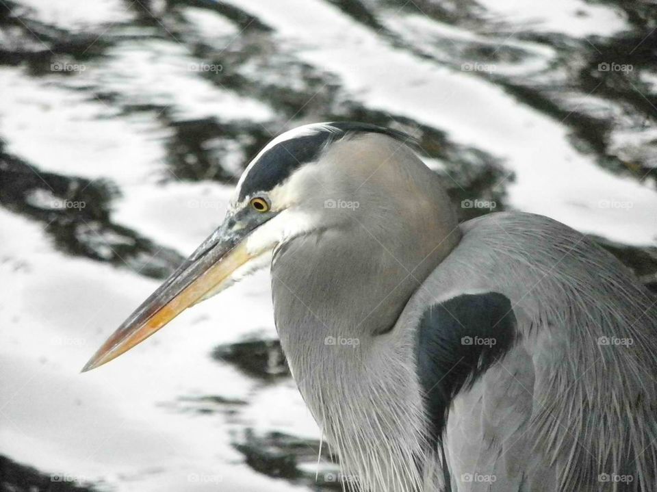 Great Blue