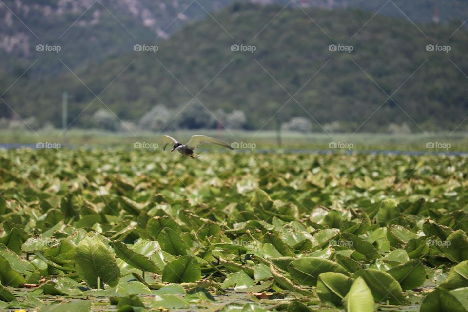 Water lilly