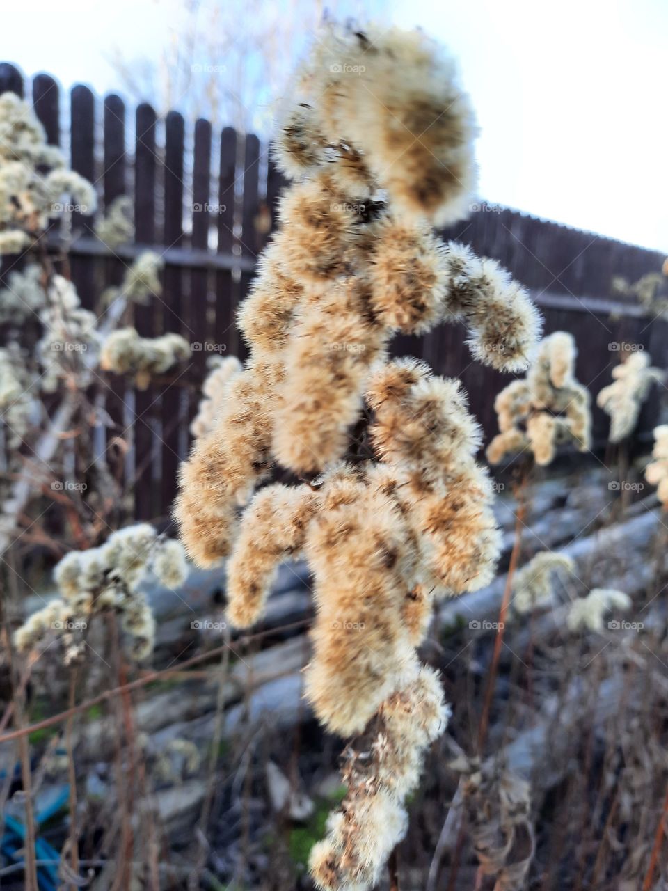 winter garden - sunlit dried flowers of goldenrod