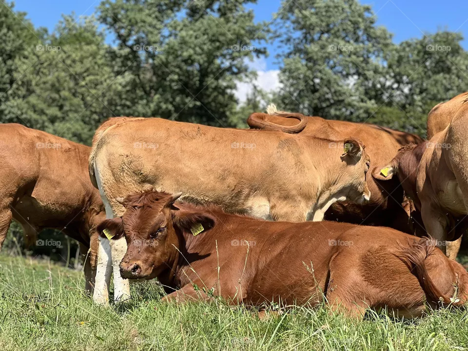 young cow resting
