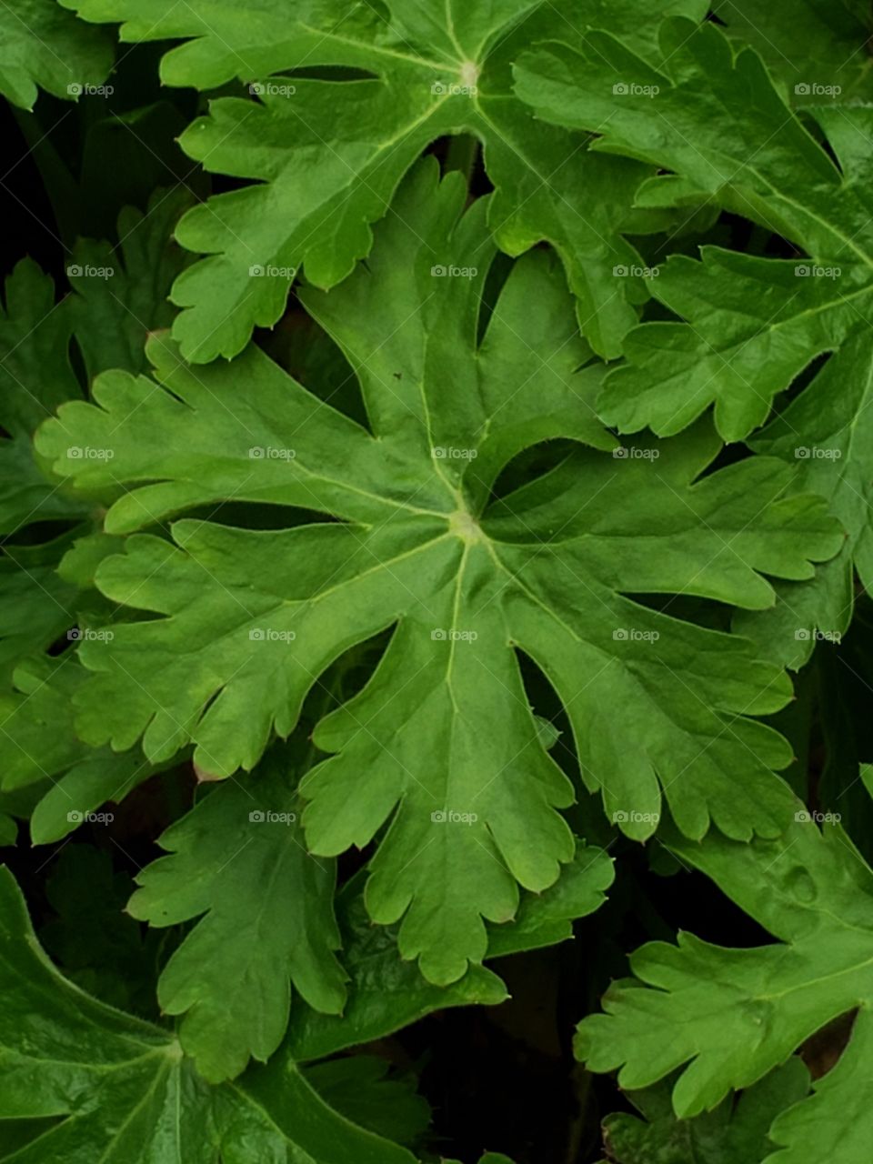 Fresh green leaves of cranes bill geranium plants in a backyard flower bed in spring