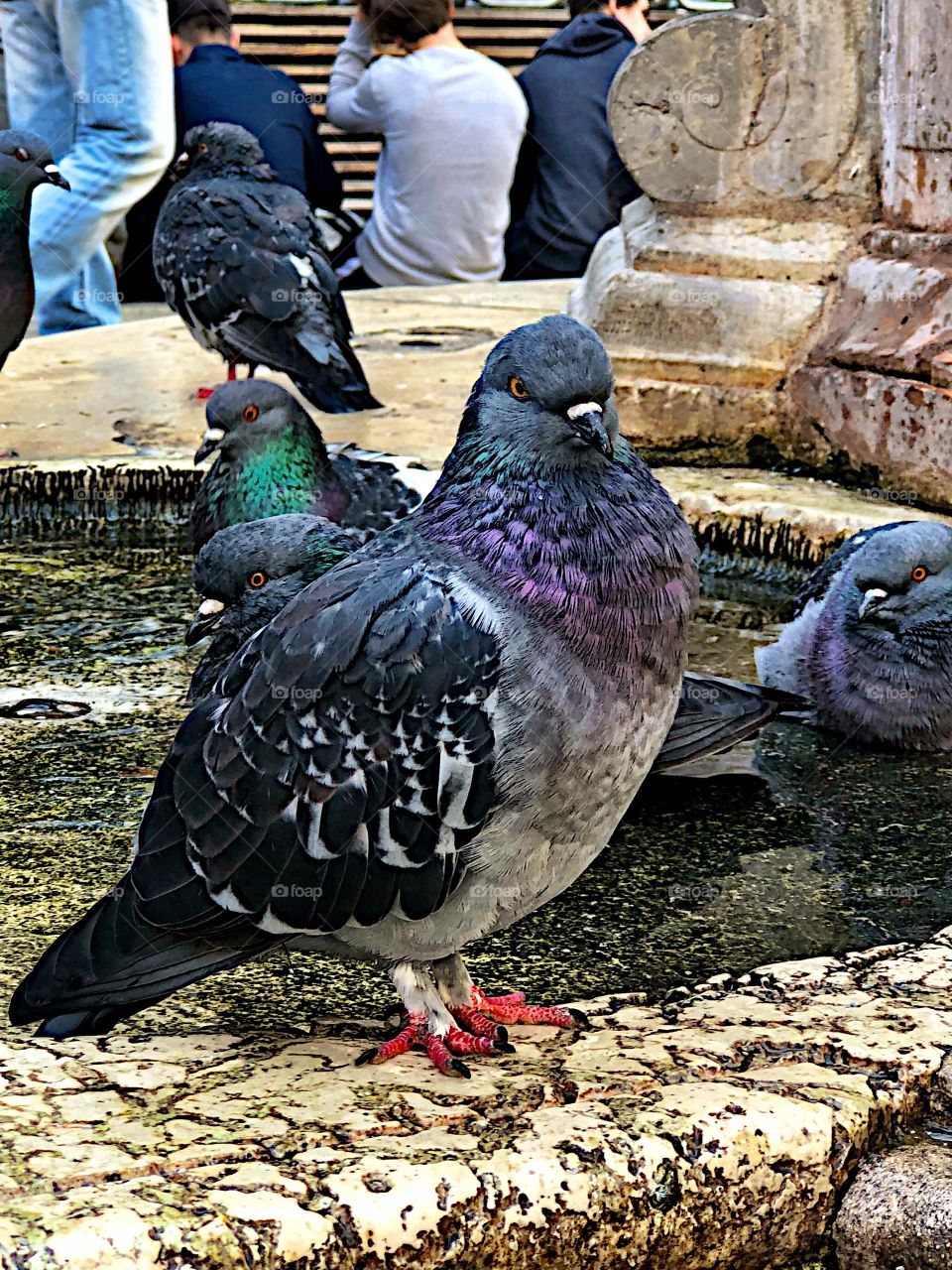 Colorful pigeons!
