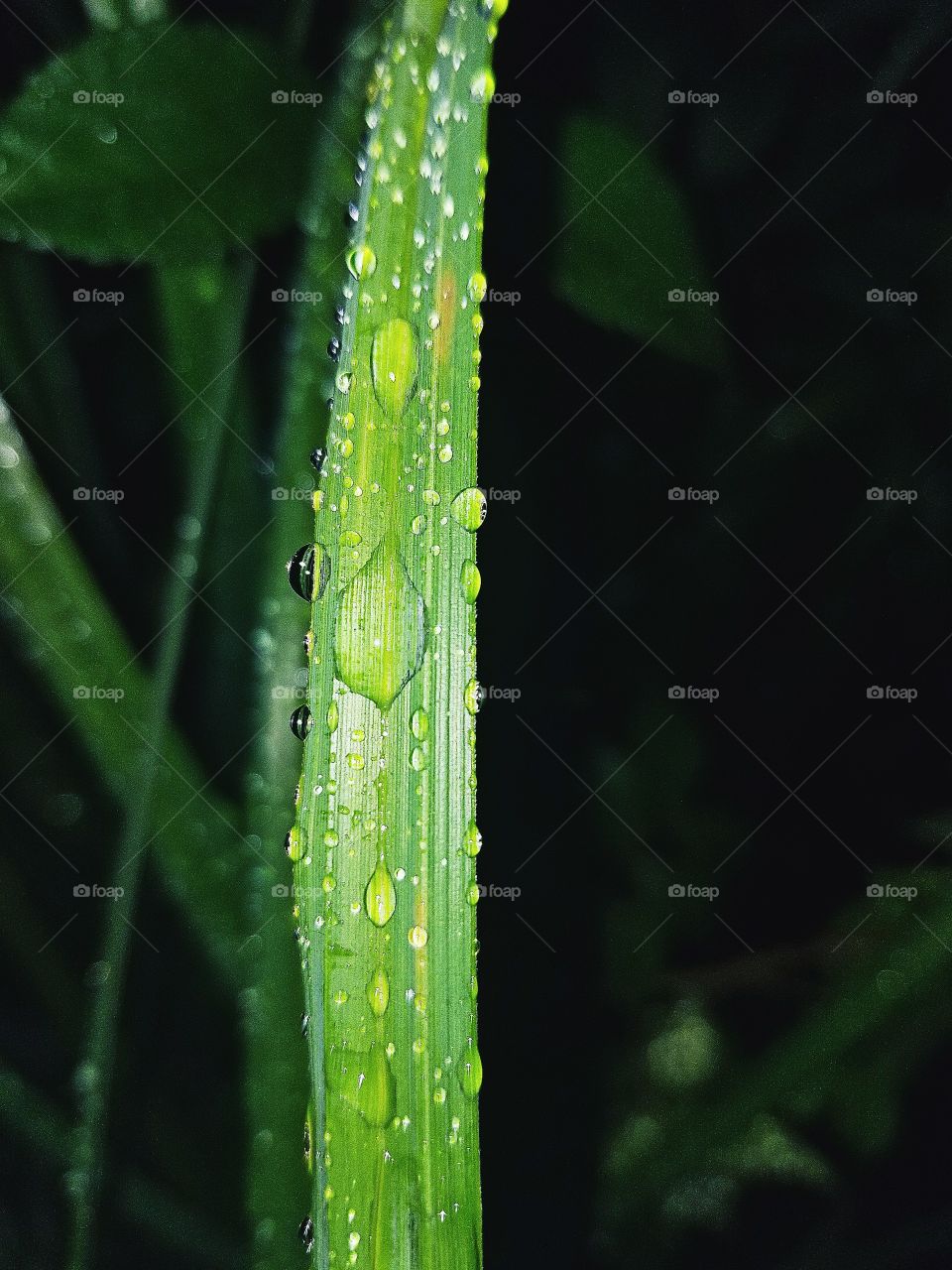grass and raindrops