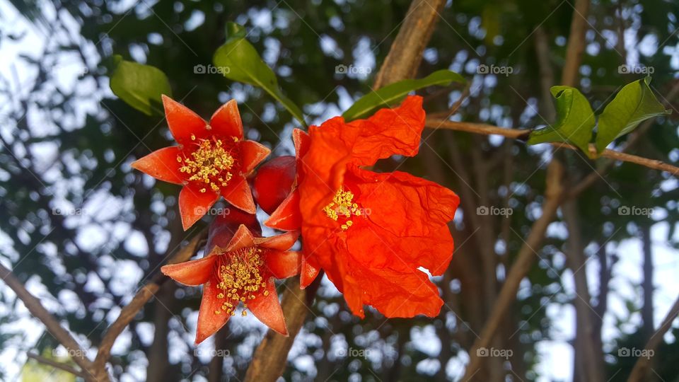 pomegranate flowers
