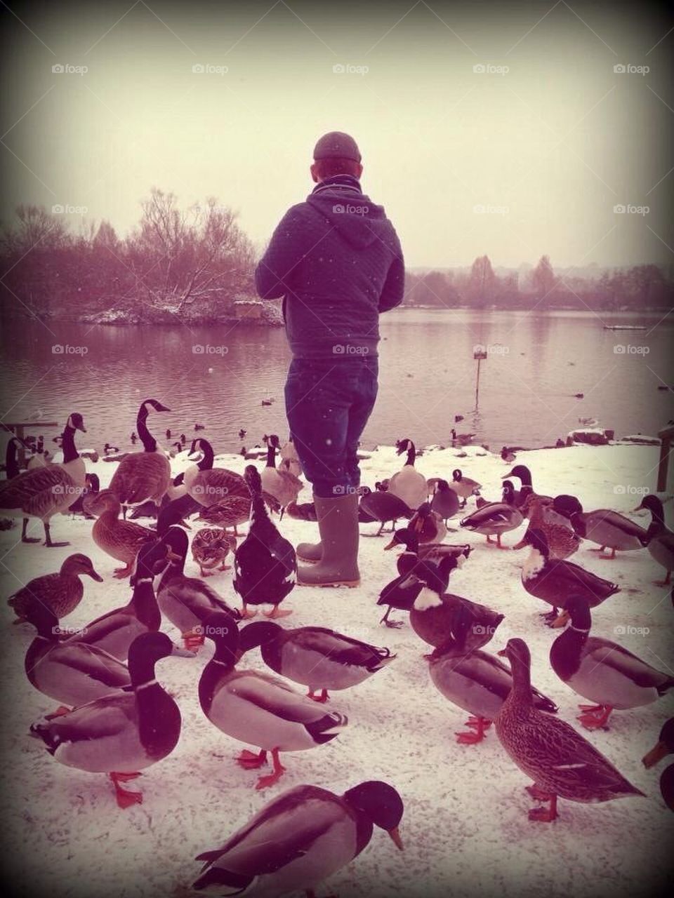 Feeding the ducks in the morning dew