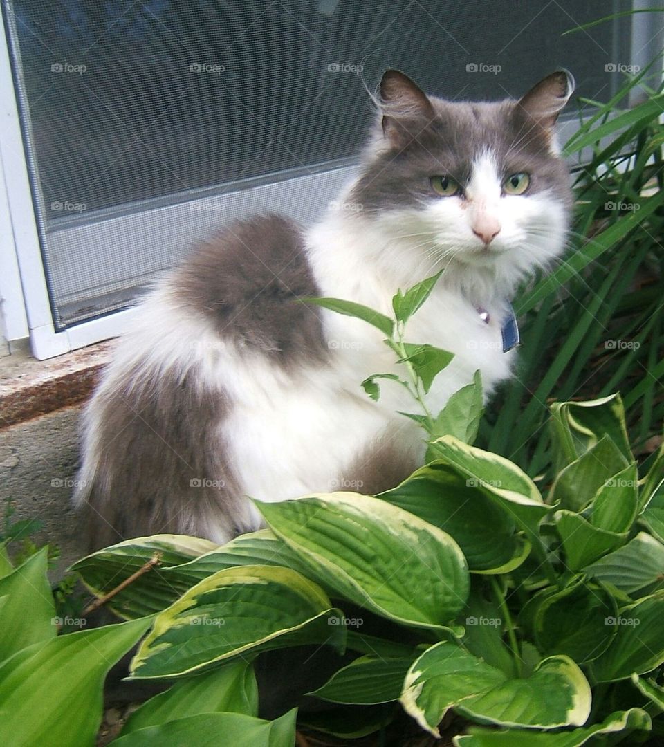 garden cat