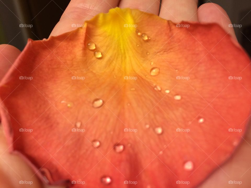 Dewdrops on a rose pedal