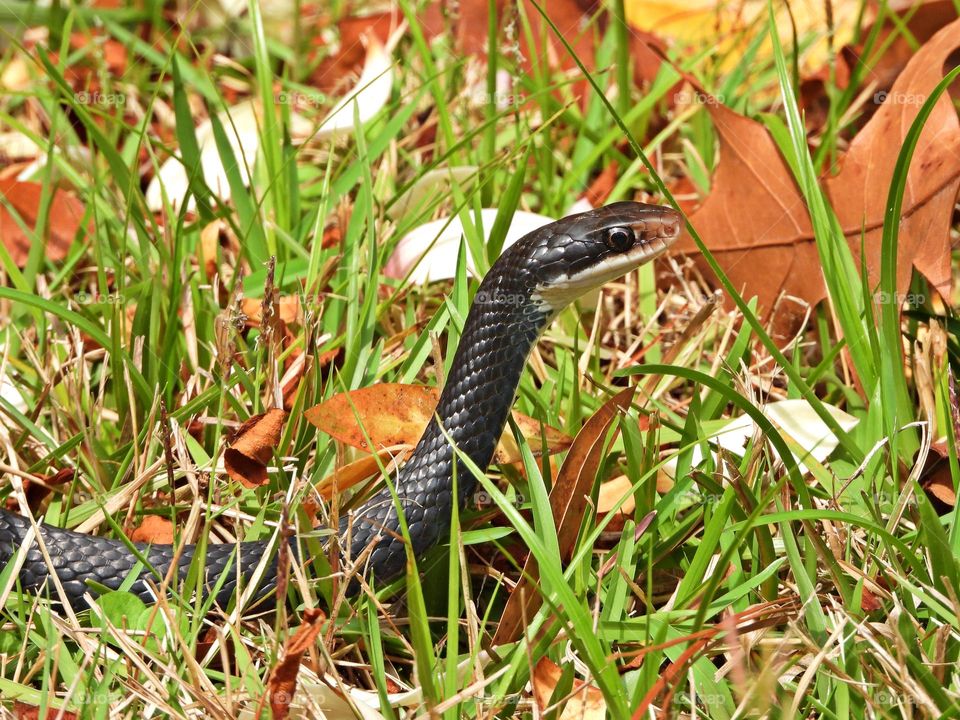 Life in Motion - A eight foot Black Racer snake slithers through the grass and leave in search of a meal 