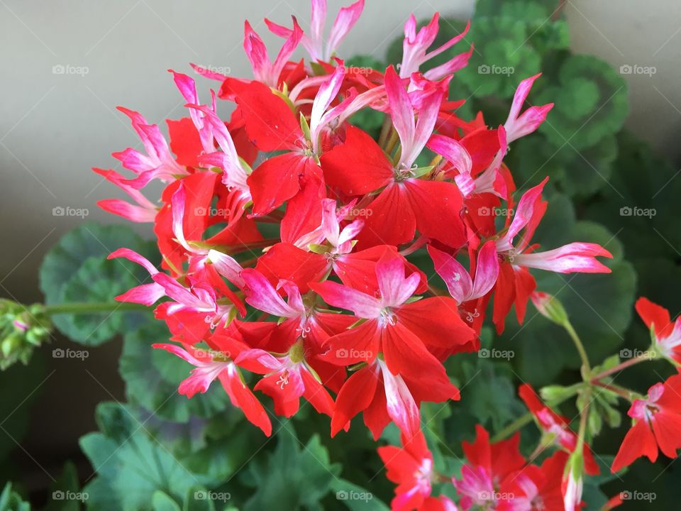Flowers in my garden 