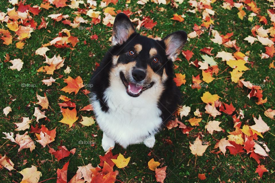 Corgi leaf leafs fall autumn grass dog pup outside cute puppy smile smiling eyes ears backyard best friend color colorful beautiful gorgeous Rex animal animals canine happy 