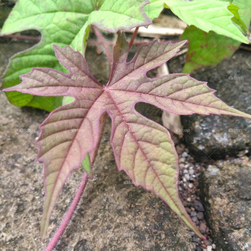 Red leaf on the ground