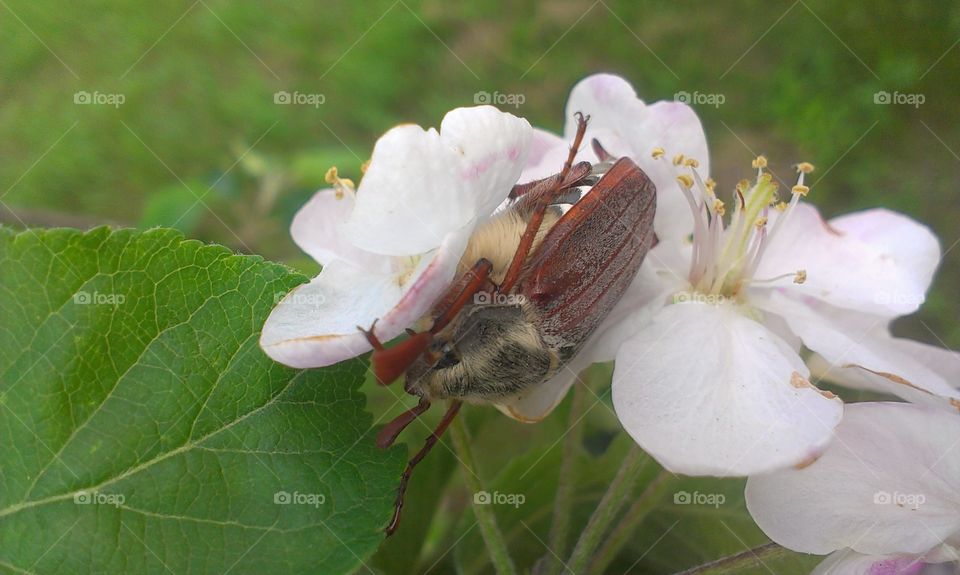 Nature, Flower, Insect, Leaf, No Person