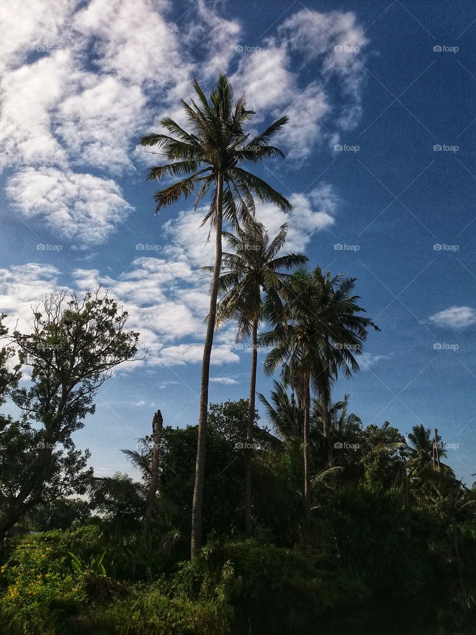 Coconut and Sky trees