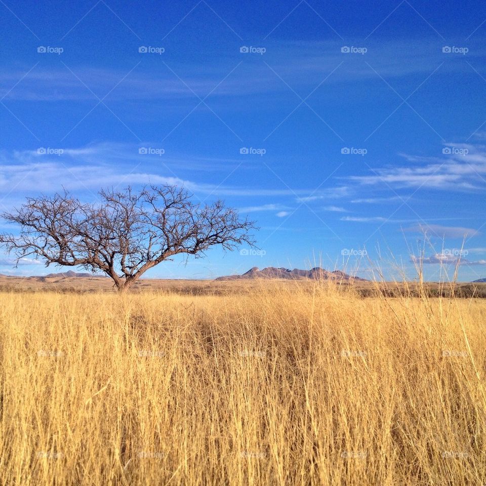 Las Cienegas Grasslands
