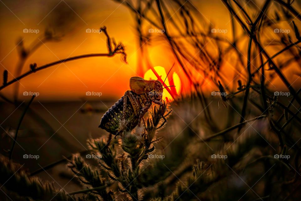 Cricket in front of the sunset