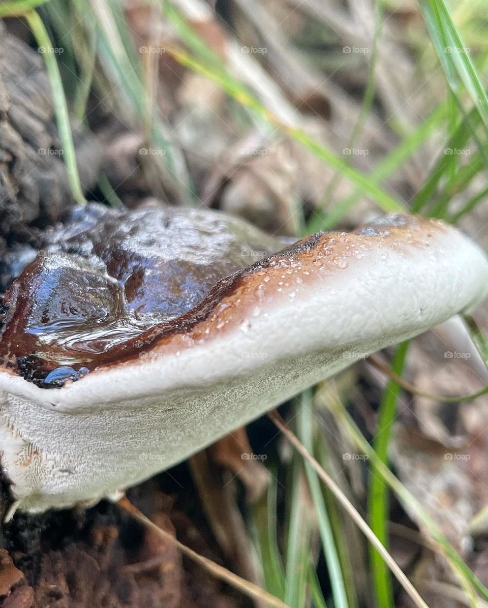 Mushroom Find ✌🏻