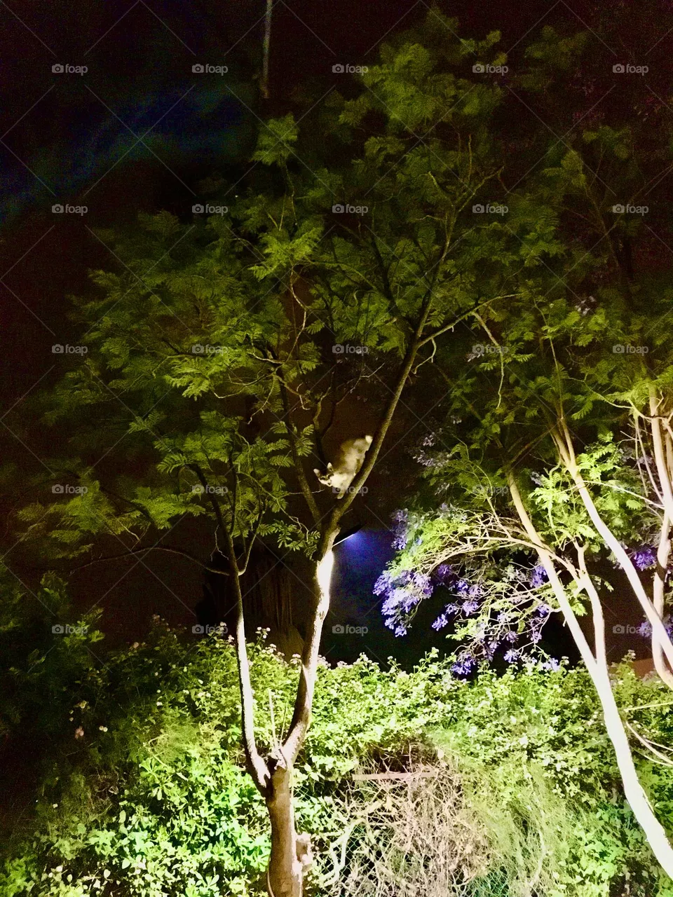 The Cat Forest