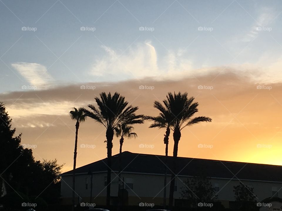 Beautiful Florida sunrise over buildings with palm trees 🌴