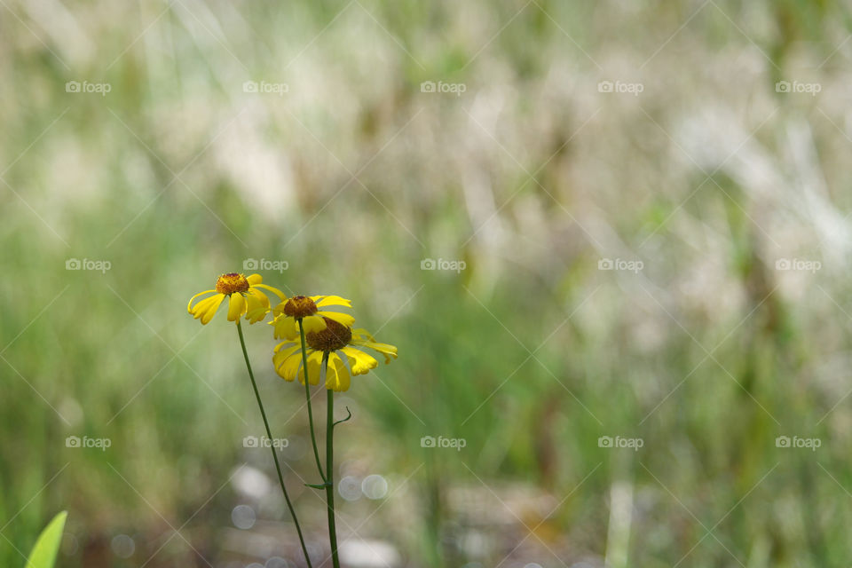 Yellow Flowers Weeks Bay Pitcher Plant Bog Alabama 