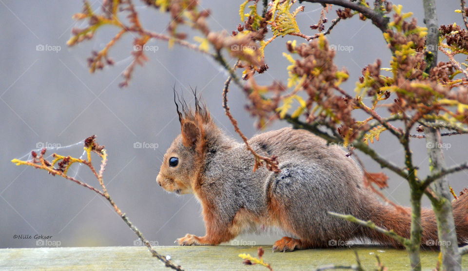 Squirrel on my veranda