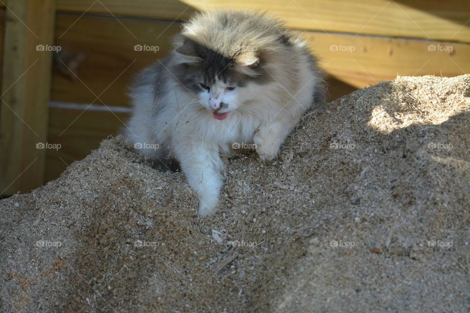 Kitty playing in sawdust pile