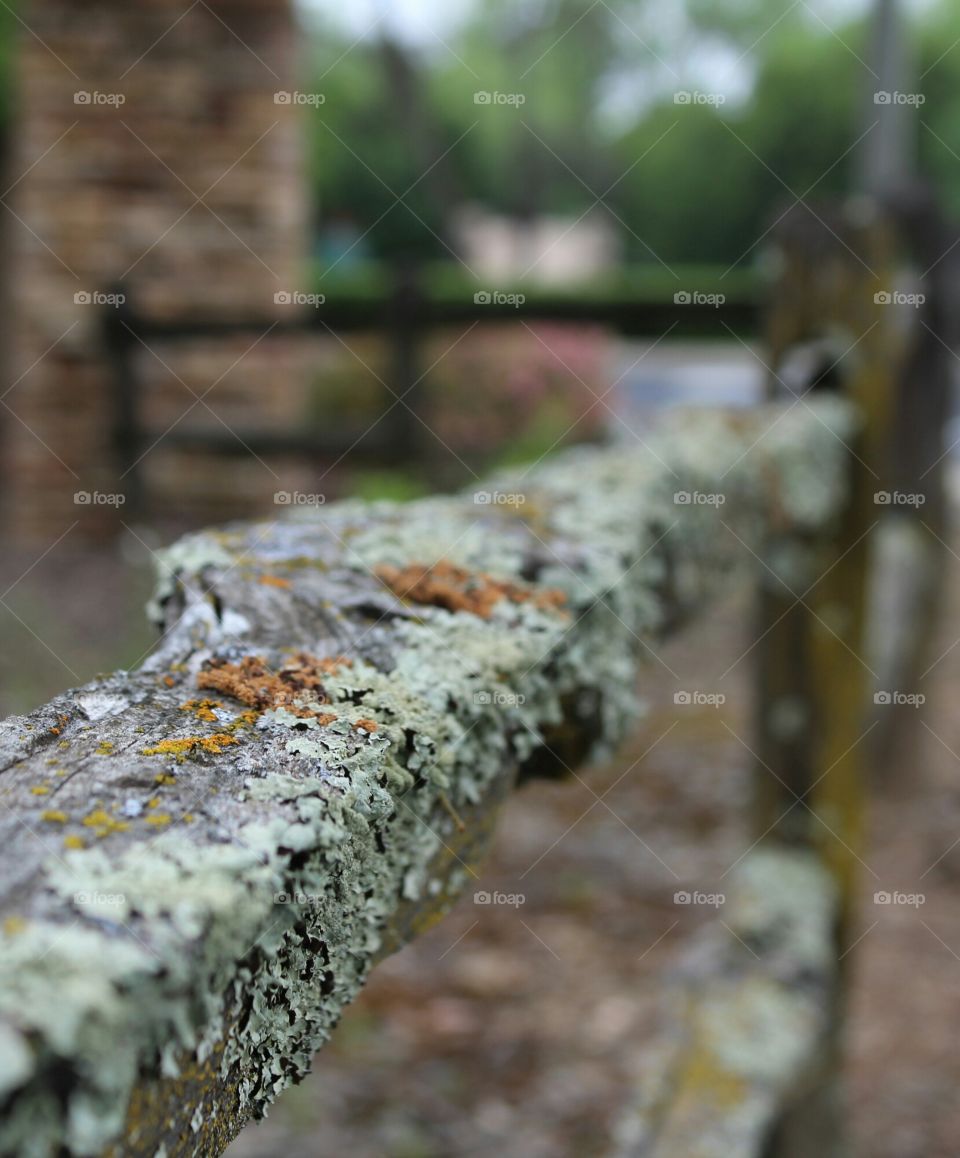 fence Moss
