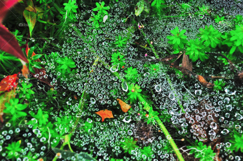 water rain web droplets by delvec