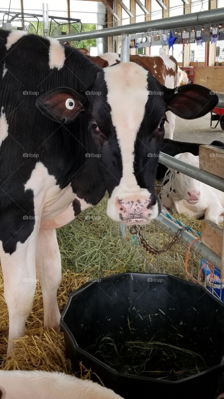 Beautiful Cow