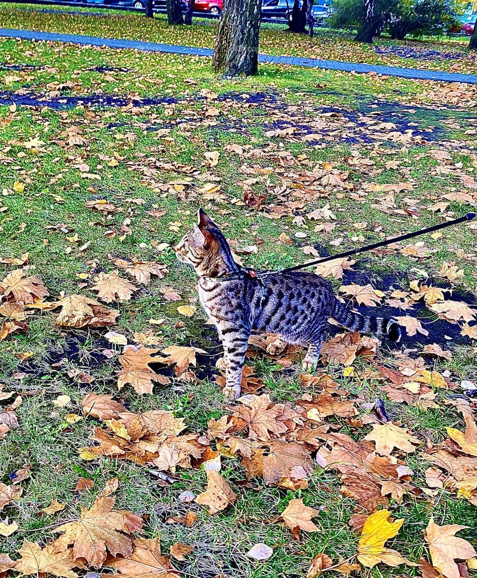 #cat #day #autumn season
#breed #grass