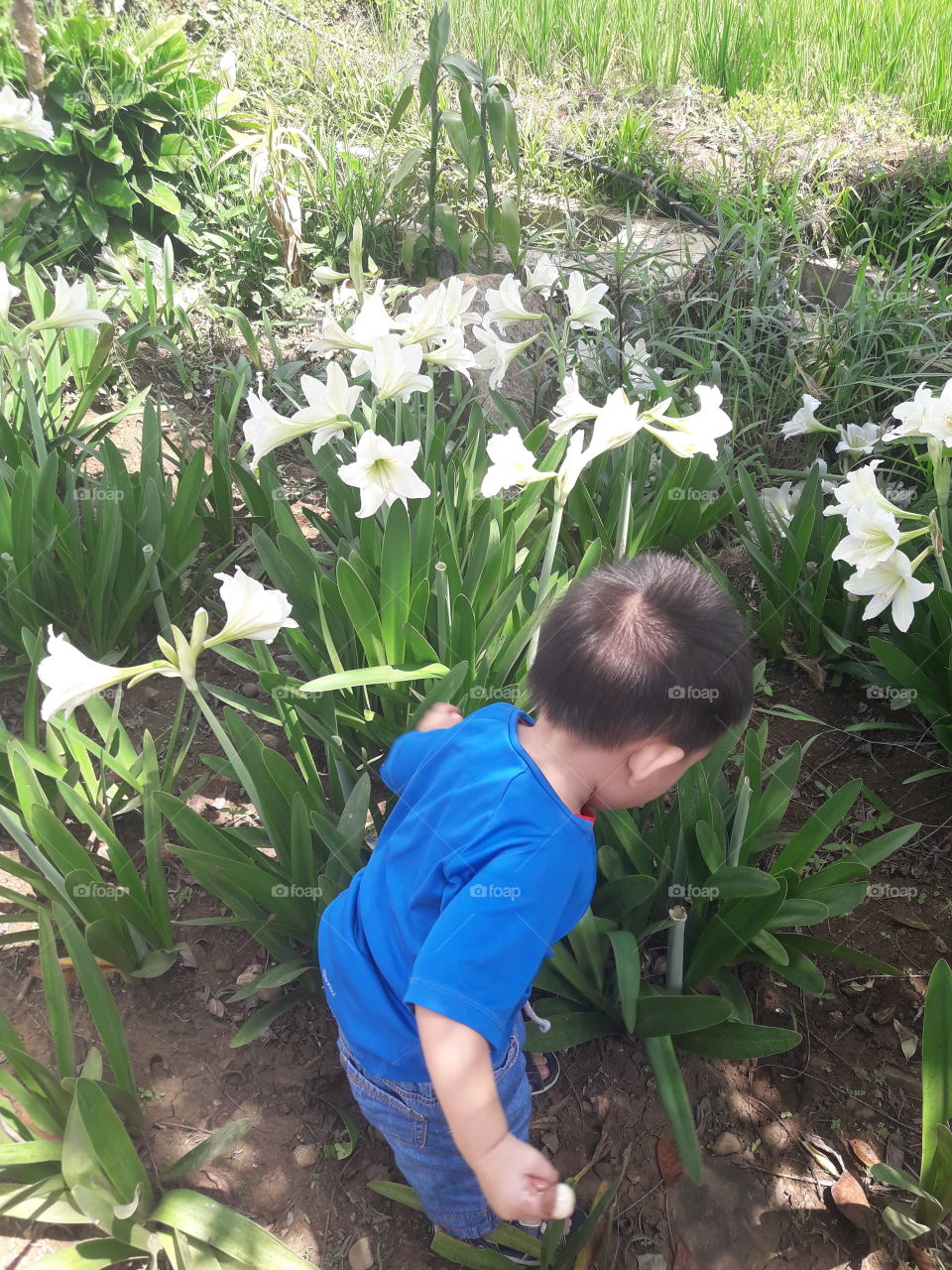 visiting white Lerio flowers