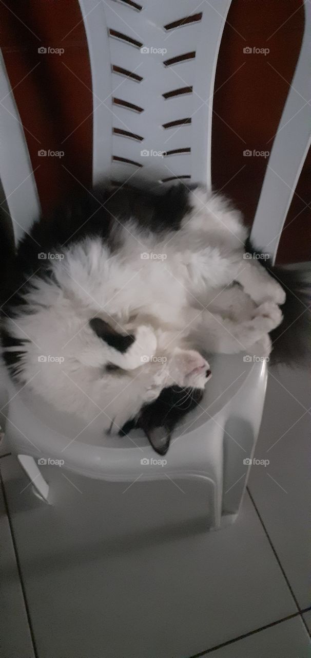 gatinha dormindo como um feijão